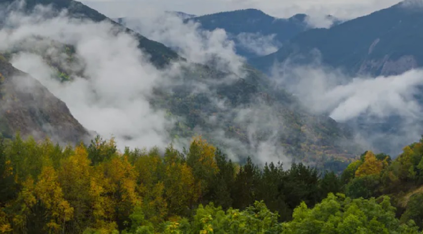 Bosque en la montaña