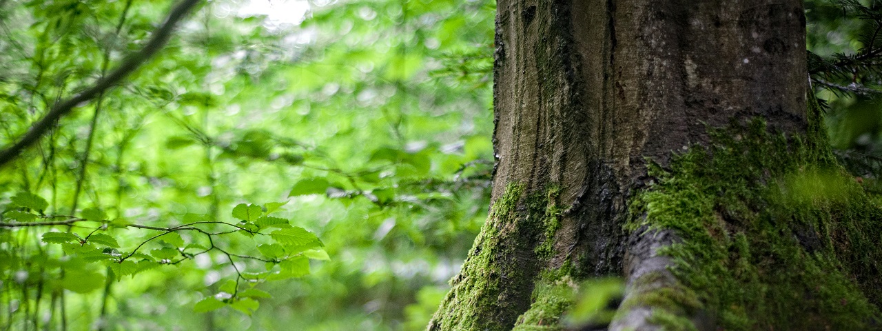 árbol en el bosque