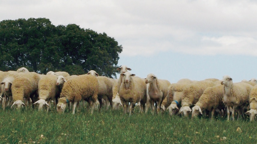 Ovejas manchegas